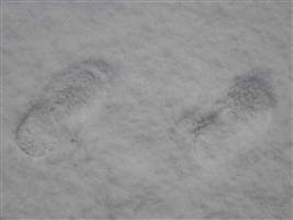 Voetjes in de sneeuw.